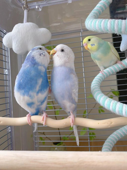 These adorable budgies are a vibrant splash of color in their cage. So pretty😍📷🦜