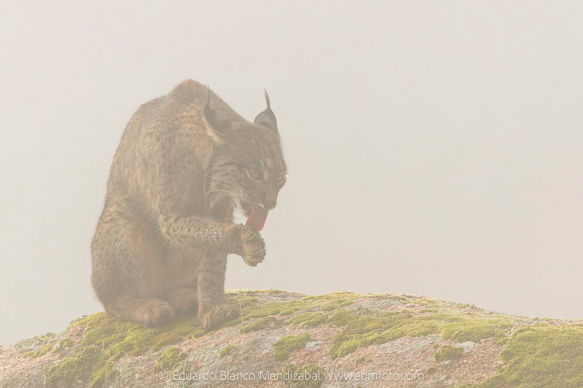 Revisando las fotografías realizadas durante la “Convivencia con lince ibérico”. Han sido 3 días compartiendo momentos con entusiastas de la fotografía y del lince. En junio volveremos a la Sierra de Andújar  a por nuevos momentos junto al lince en tiempo de cachorros ¿Te unes?