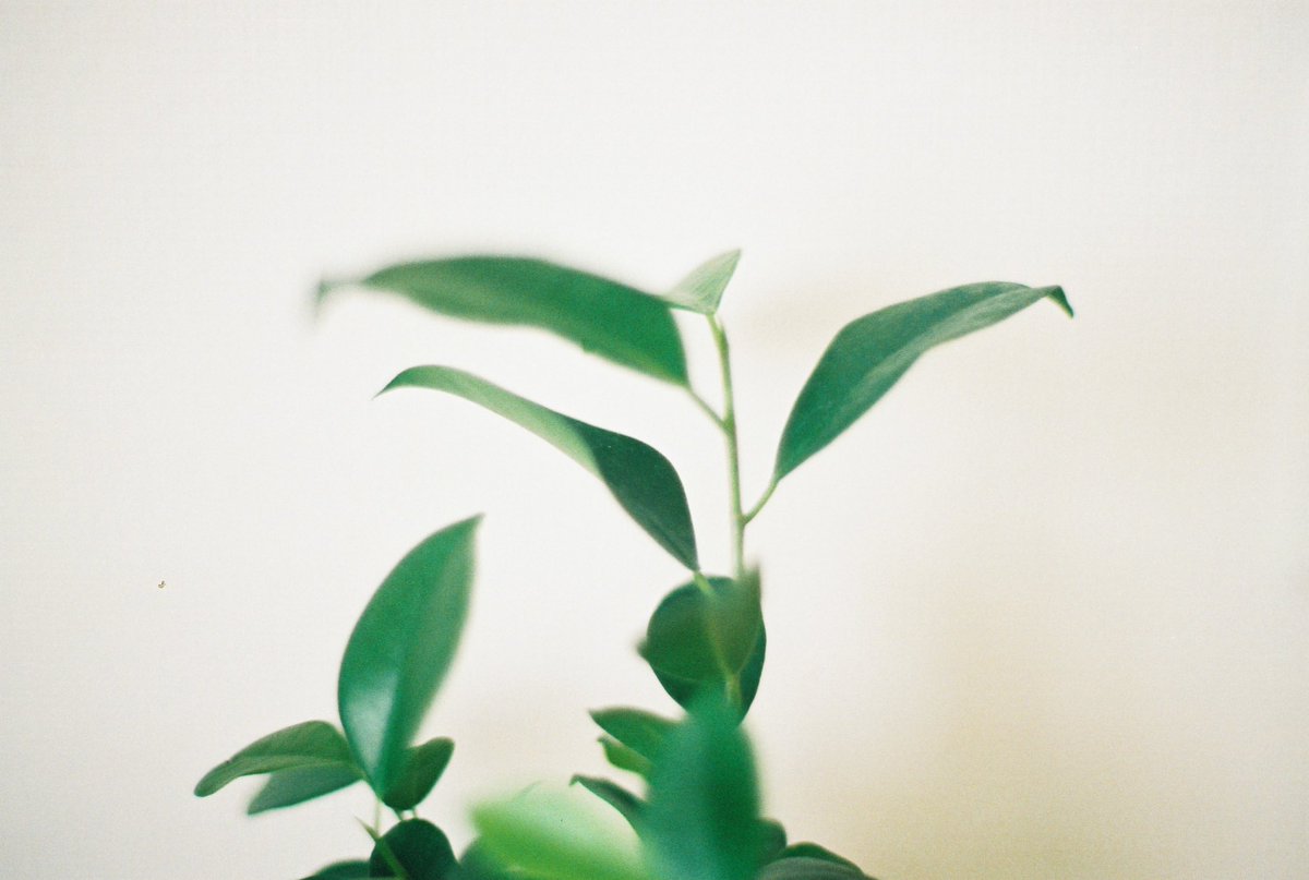 ytmctrp's tweet image. フィルムと緑

#film #filmphotography #フィルム写真 #フィルムカメラ