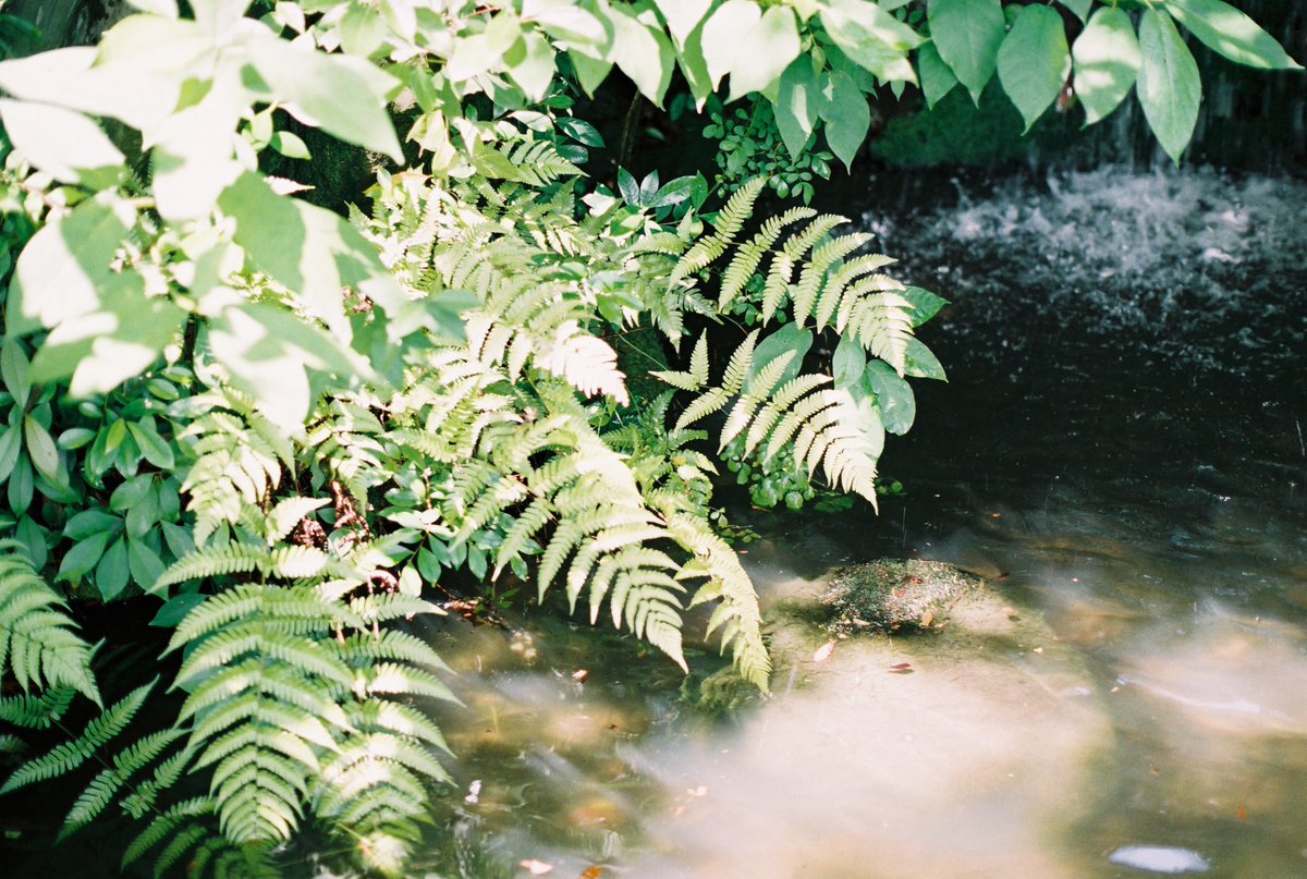 ytmctrp's tweet image. フィルムと緑

#film #filmphotography #フィルム写真 #フィルムカメラ