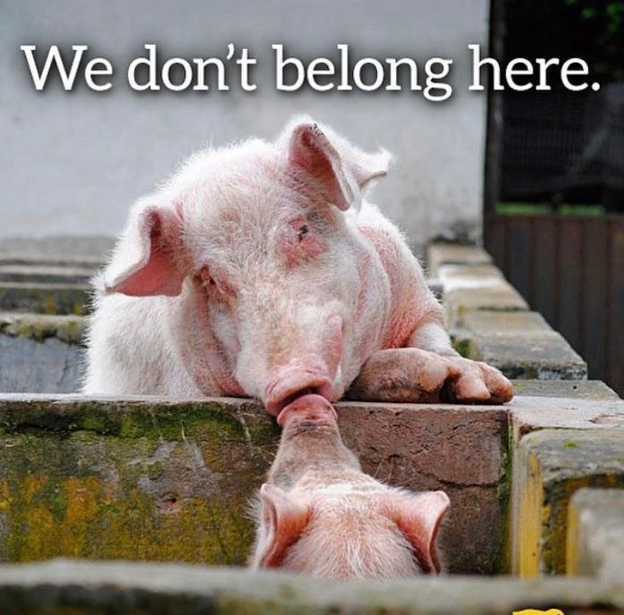 JohnOberg's tweet image. "We don't belong here." -Said every animal raised for #meat, ever.