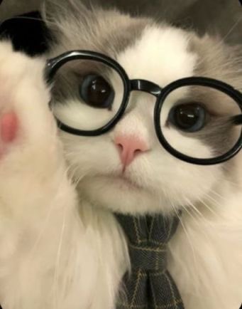 heymystranger's tweet image. เป๊ะเยยหนิเหมียวด์