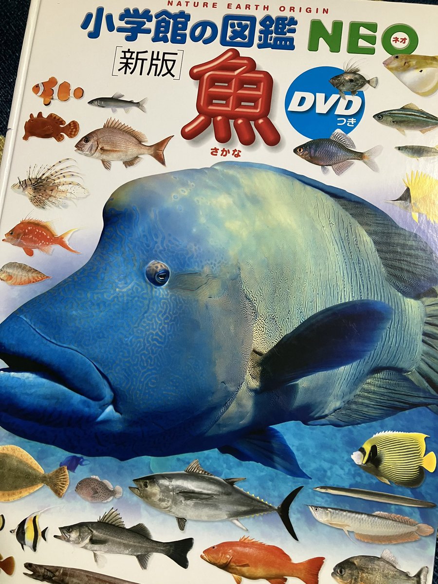 ドコノコノキノコのコ tweet media