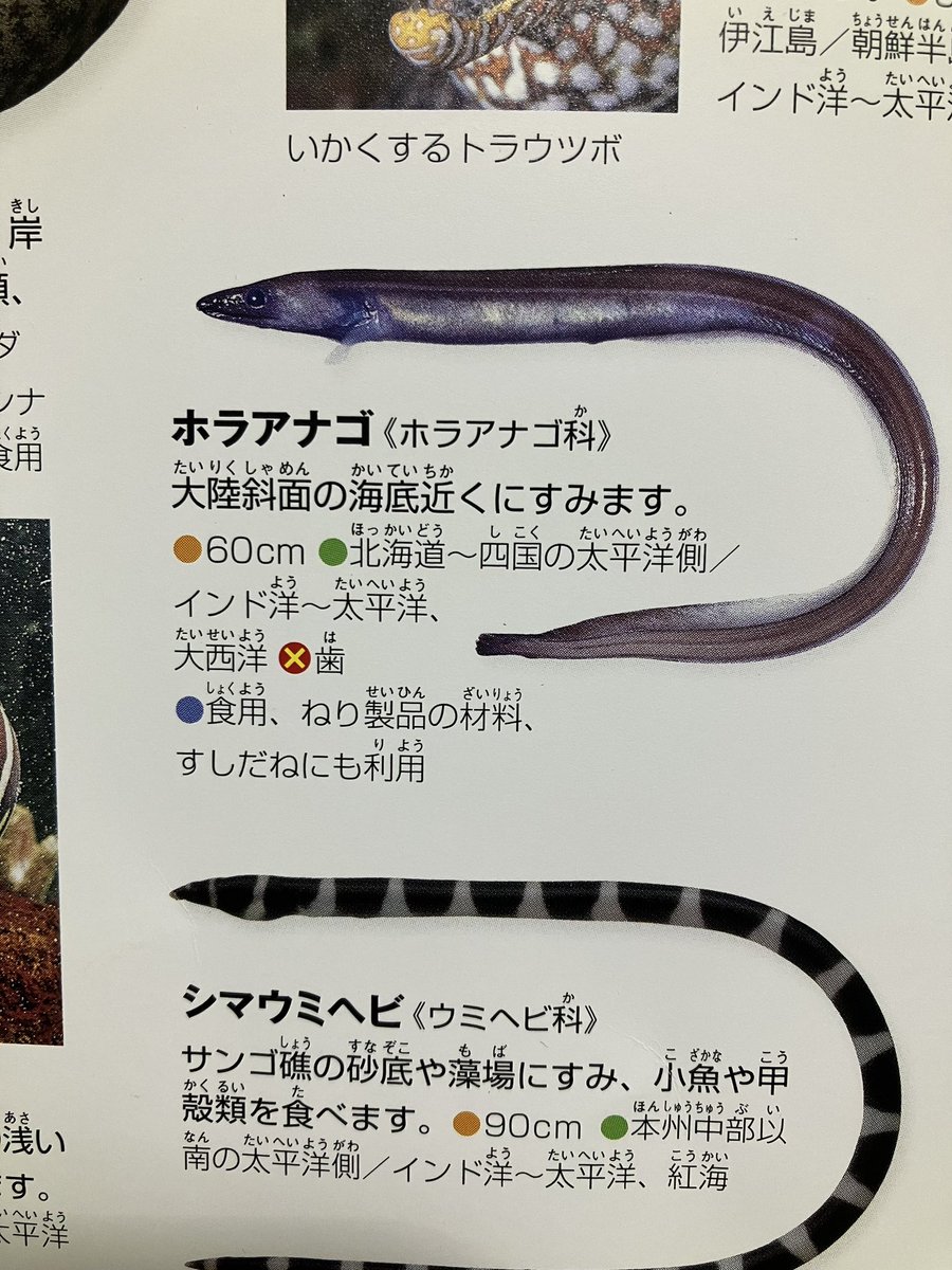 ドコノコノキノコのコ tweet media