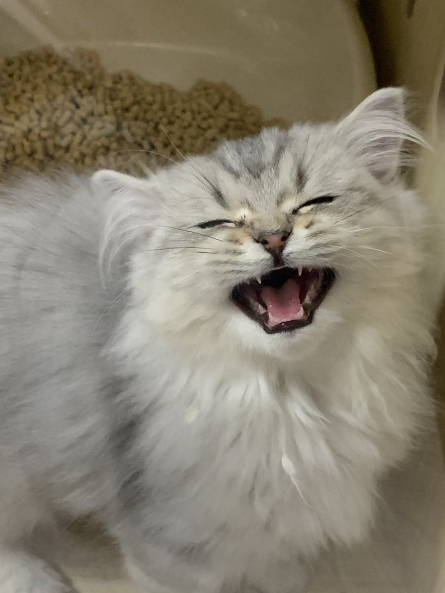 Gyodon_0605's tweet photo. うちのねこ可愛すぎんか？ https://t.co/J0sSV9fAR7