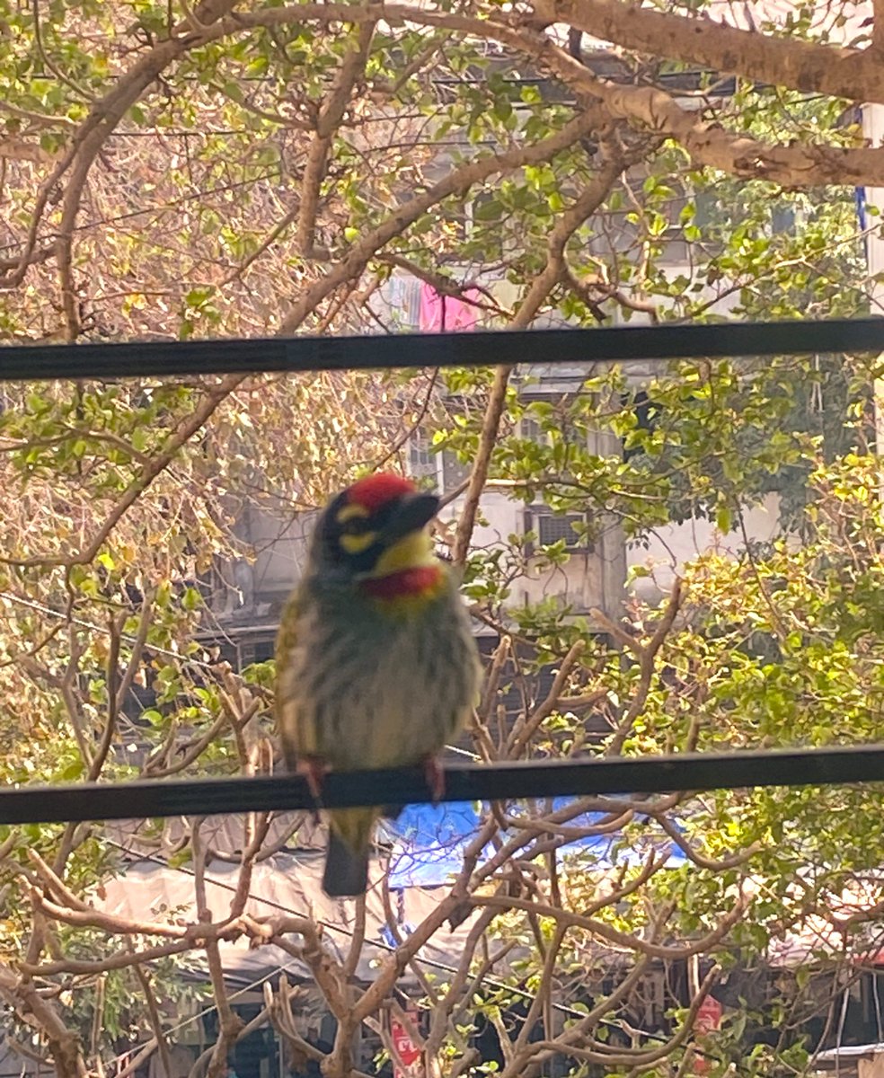 Barbet bird 🐦