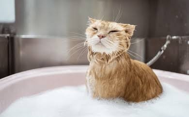 shiyuelatte's tweet image. take care of the cat gently, please!😾

#Glory #HouMinghao