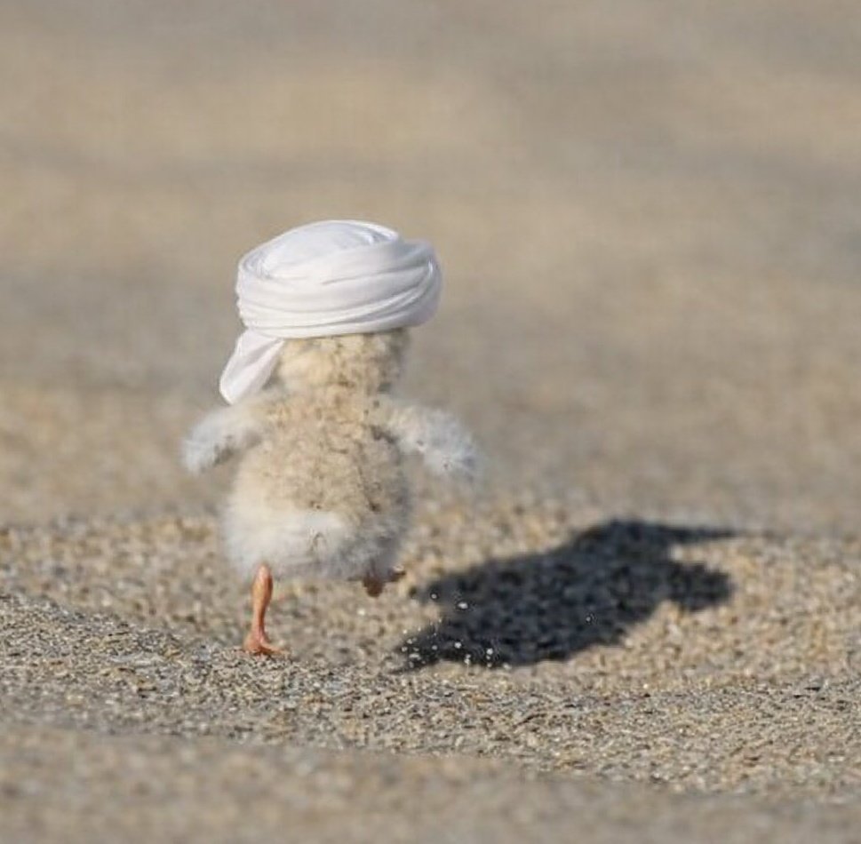 آخر نكتة 😂
هذا «الكتكوت» يحلم بتقسيم اليمن العظيم… فعلاً هزلت!