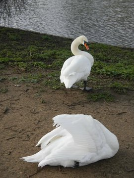 LunaBloom4100's tweet photo. Such big lips, but how peaceful they look. A strange creation of nature. https://t.co/VdQ57WqTgx