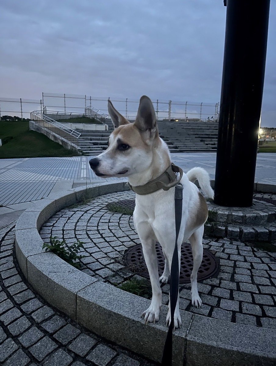 迷い犬探しています tweet media