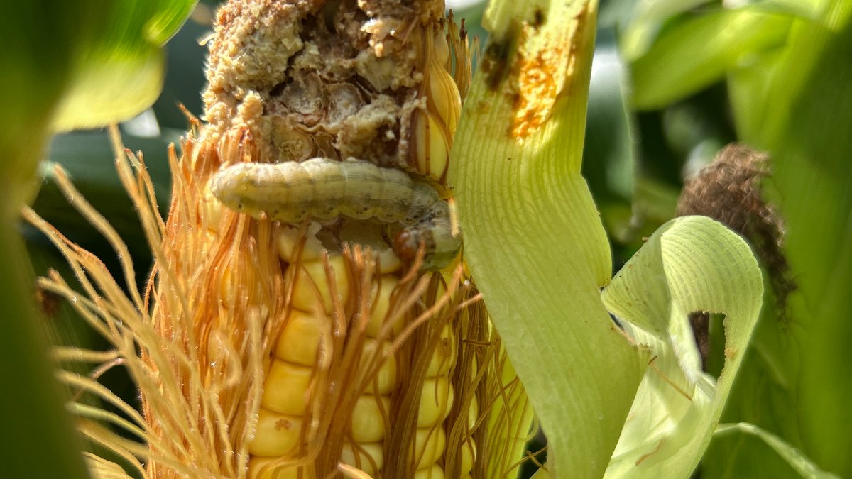 🗞️#NotaRecomendada | Resultados Encuesta REM
¿Cuáles fueron los herbicidas más usados en 2025 para cada cultivo? ¿Y las tecnologías insecticidas?

Estas y otras preguntas respondelas con el nuevo informe de REM con info. sobre 1.8 millones has.⬇️
aapresid.org.ar/es/publicacion…