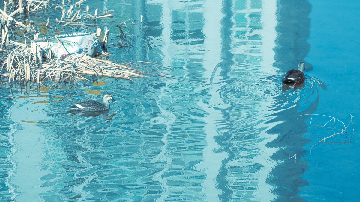 청둥오리의 움직임
유화 같은 물 그림자