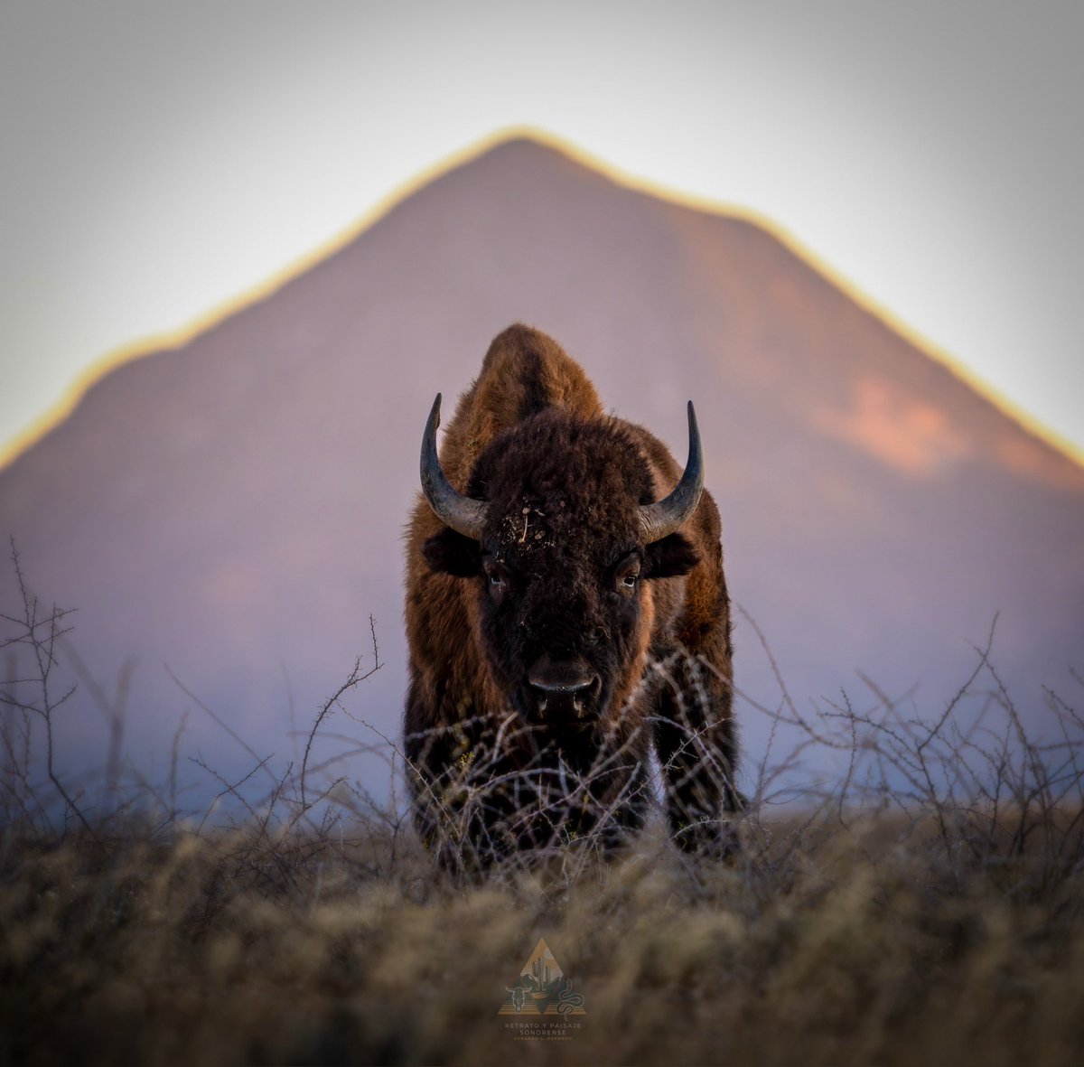 webcamsdemexico's tweet image. Comenta @GGerardox2, que estos búfalos habitan un espacio cuidado con discreción, donde la prioridad es su bienestar.
¡ESTO ES SONORA!