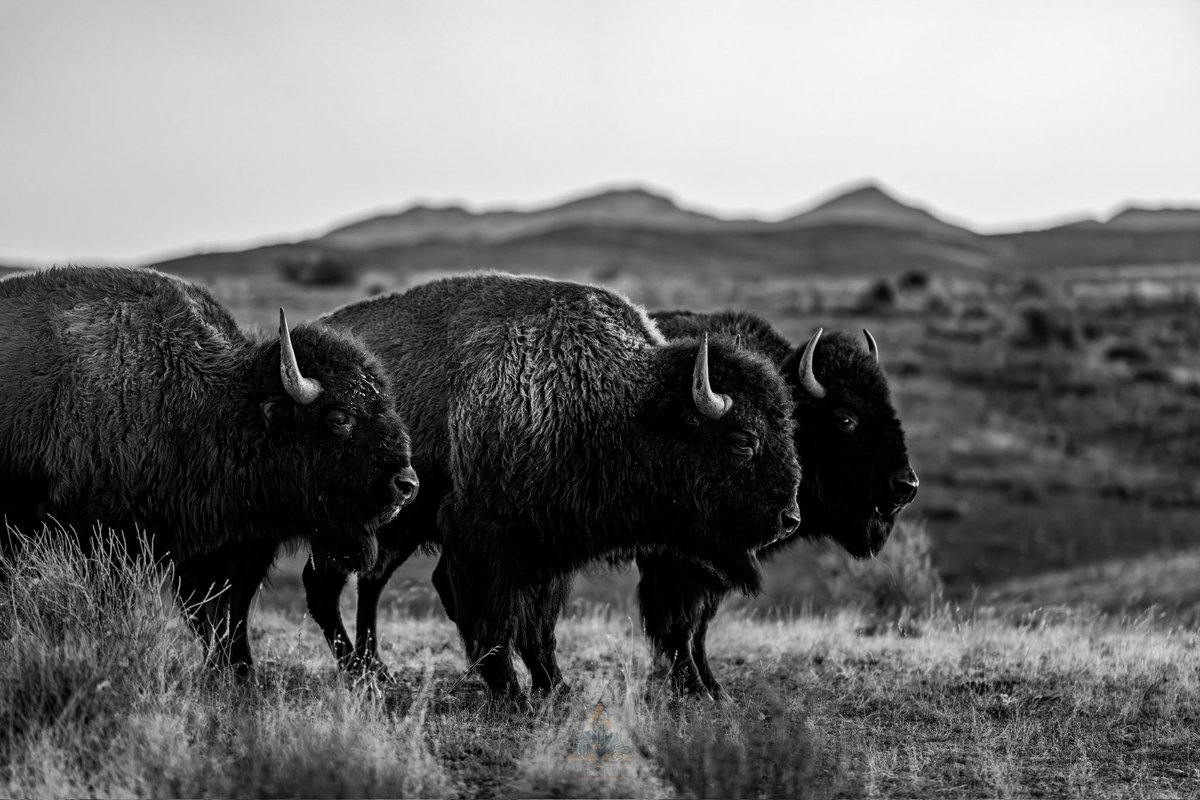 webcamsdemexico's tweet image. Comenta @GGerardox2, que estos búfalos habitan un espacio cuidado con discreción, donde la prioridad es su bienestar.
¡ESTO ES SONORA!