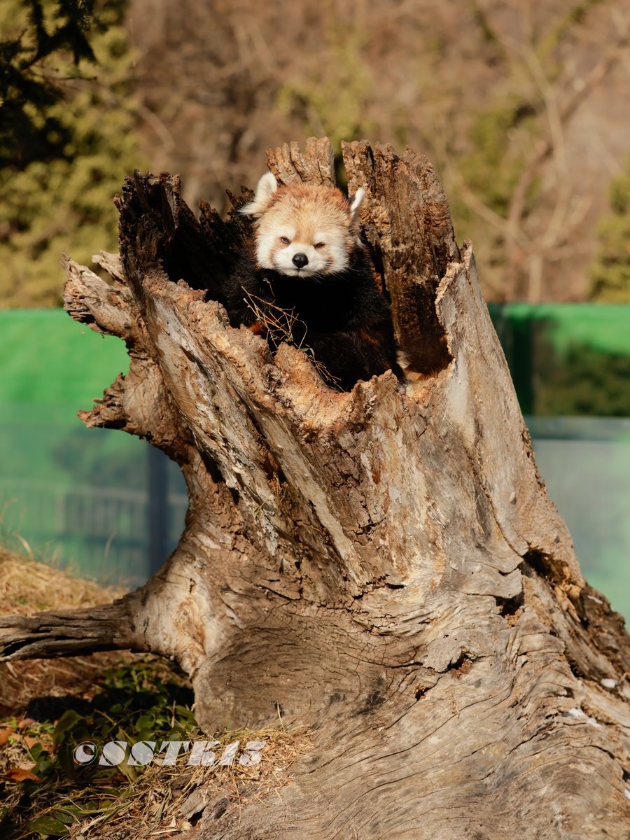 人は愚かなものです
特にお前
#茶臼山動物園 
#レッサーパンダ 
#モモ