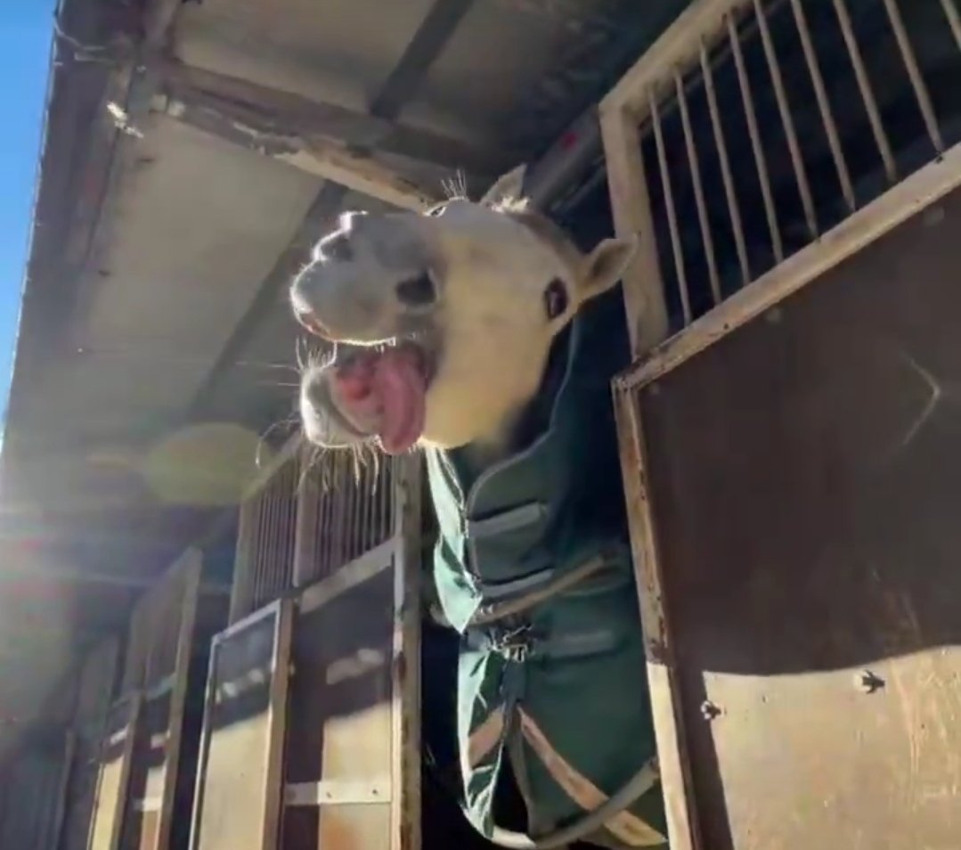 Yeah, that's Gold Ship's child alright 😂😂😂