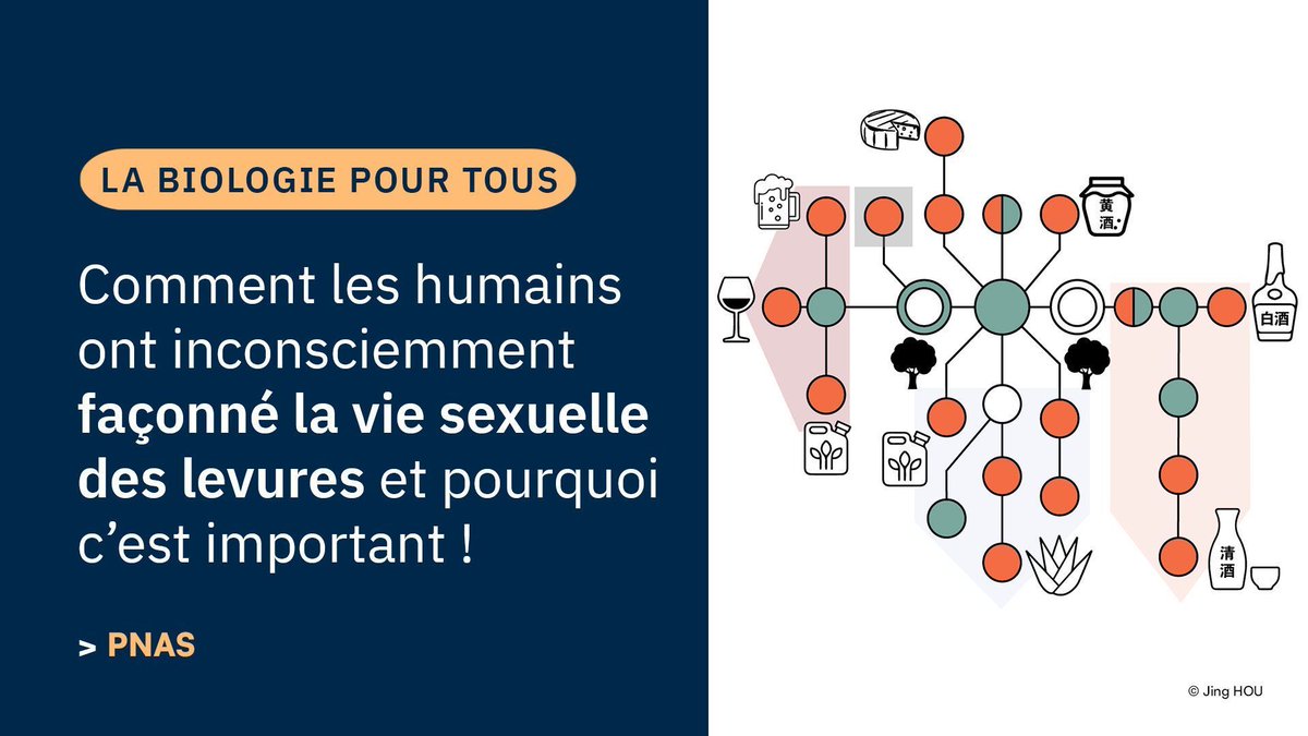 CNRSbiologie's tweet photo. #ResultatScientifique🔎| Sans le savoir, les humains ont domestiqué les levures, transformant leur reproduction et leur génome, avec des enjeux clés pour la biologie et la biotechnologie.
✍️ Jing HOU 
🤝 @CNRS_Alsace @CNRS
📕 @pnas | https://t.co/nyLrjJhvAW https://t.co/Ty4DI019Mh