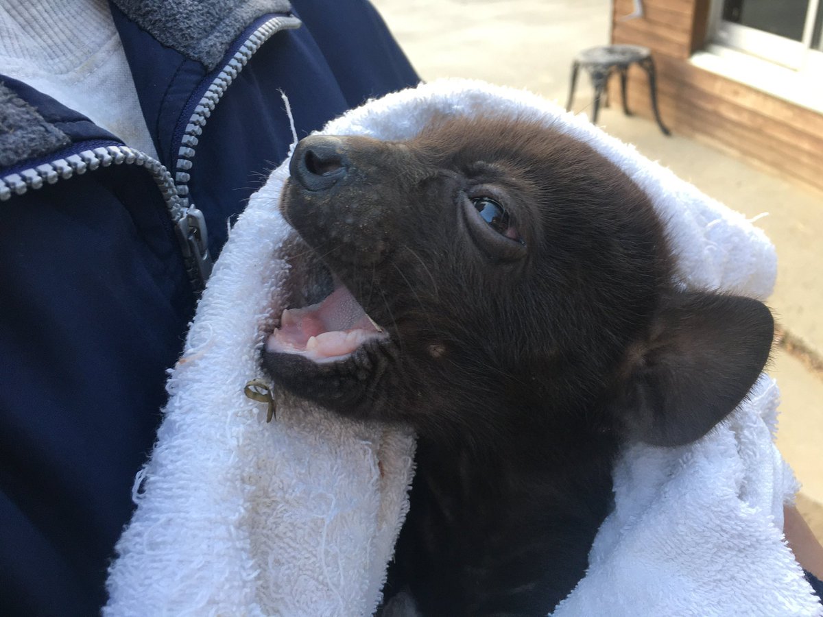 ZOOライダー tweet media