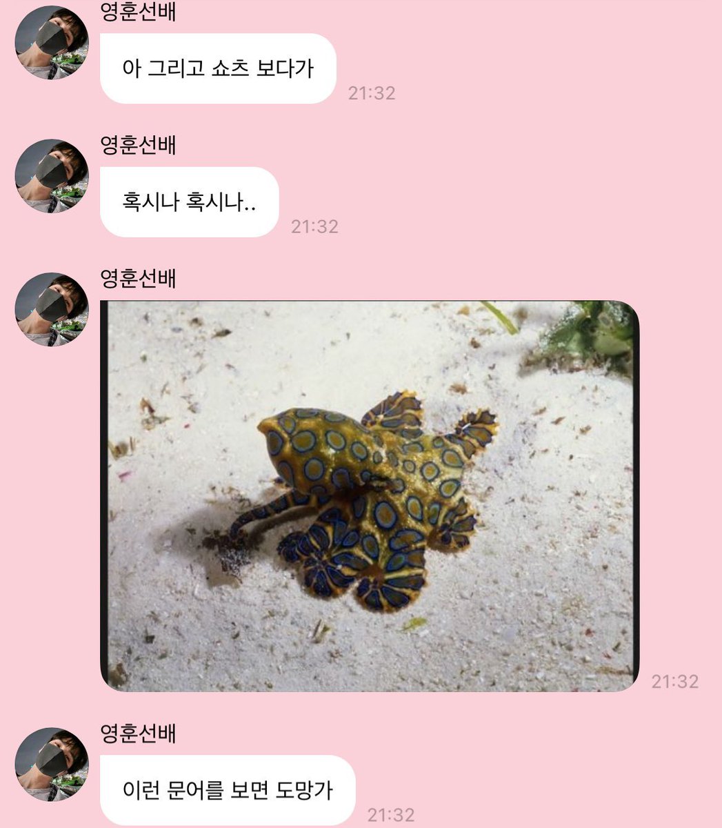 이런 문어를 보면 도망가