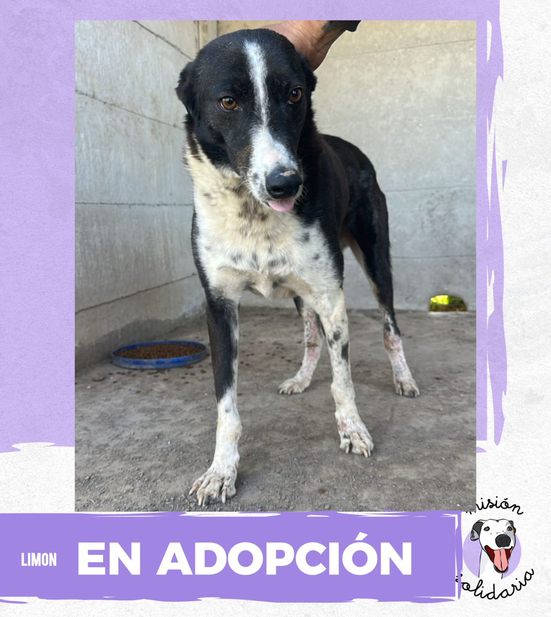 Limon tiene 5 años. Está castrado, vacunado y desparasitado.
Es un perrazo contento de verte y compañero.
Queres adoptarlo? Escribime!
ZONAS CABA Y GBA
misionsolidariatwitter@gmail.com
Asunto: Limoncito 🍋
RT porfavor