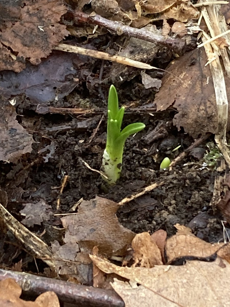 The English Oak Project tweet media