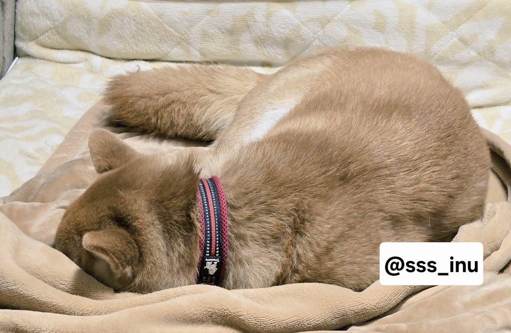 専用ページ　inuinu様 2点 おやすみ～～🥐🥐