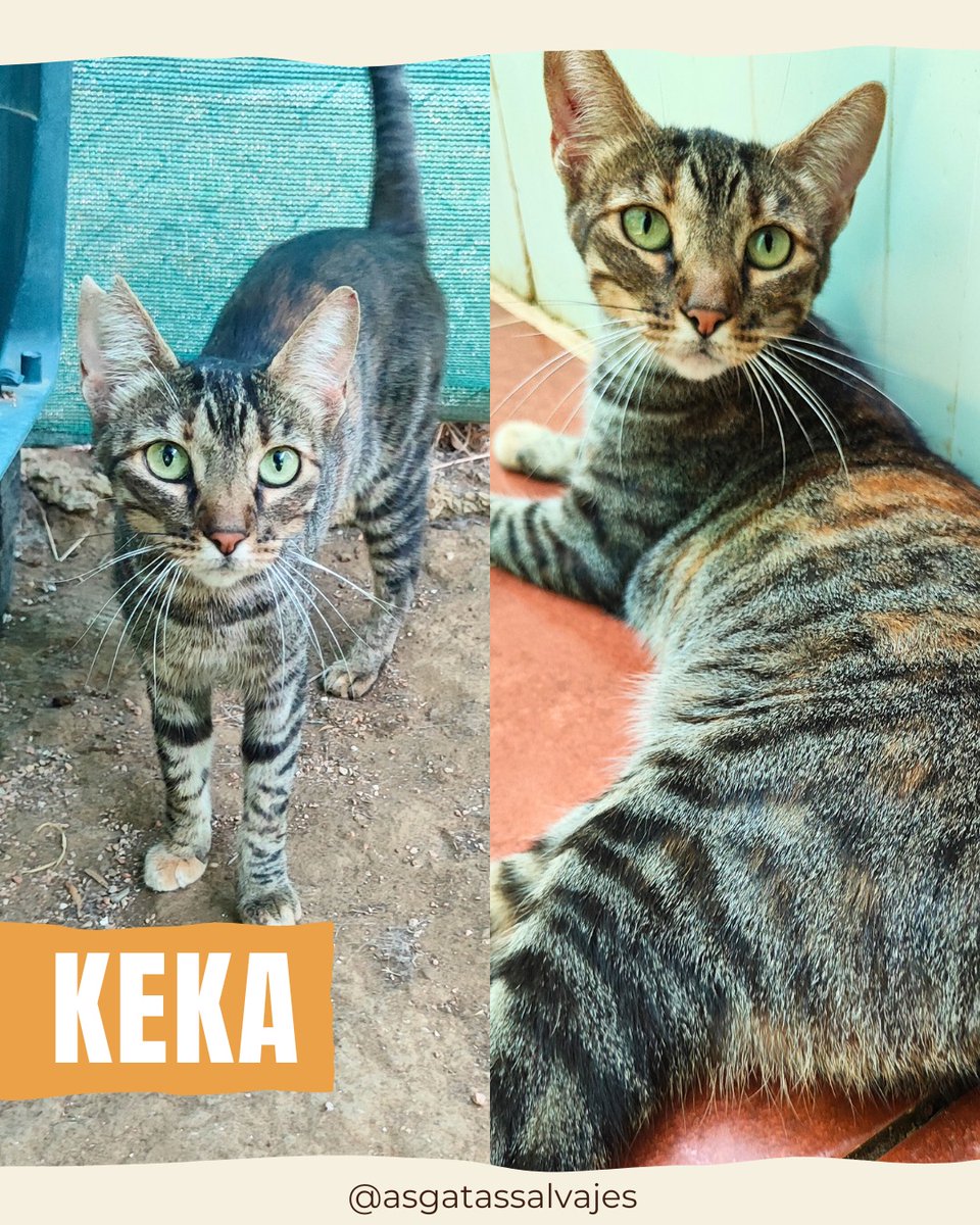 asgatassalvajes's tweet image. 𝗞𝗘𝗞𝗔, 𝗻𝘂𝗲𝘀𝘁𝗿𝗮 𝗯𝗼𝗻𝗶𝘁𝗮 𝗮𝘁𝗶𝗴𝗿𝗮𝗱𝗮😻

😻 Nació en septiembre 2021
😻 Es SANA (test negativos)
😻 Con chip
😻 Vacunada al día
😻 Castrada

¿Quieres adoptarla? ➡️ wa.link/32fhyy