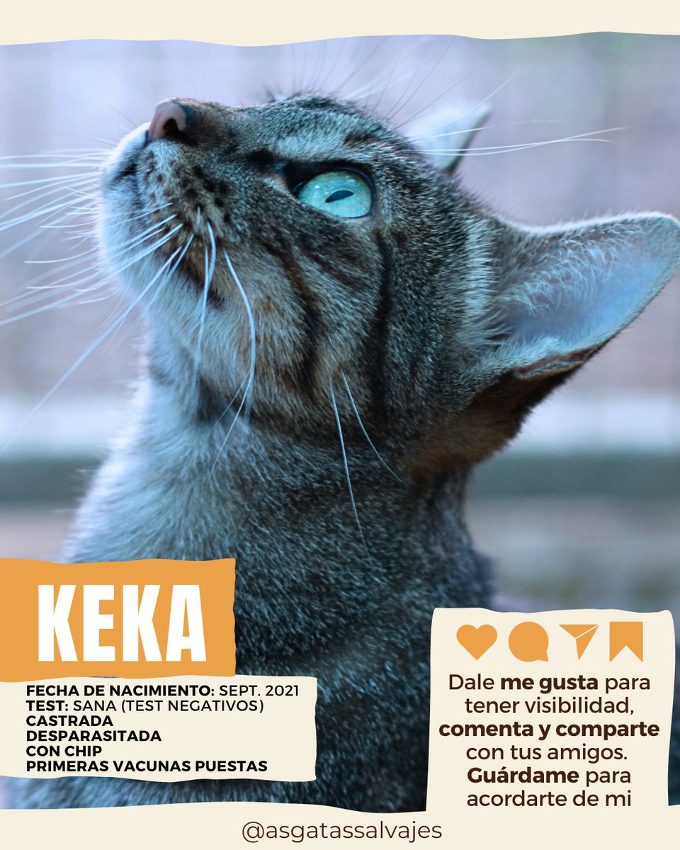 asgatassalvajes's tweet image. 𝗞𝗘𝗞𝗔, 𝗻𝘂𝗲𝘀𝘁𝗿𝗮 𝗯𝗼𝗻𝗶𝘁𝗮 𝗮𝘁𝗶𝗴𝗿𝗮𝗱𝗮😻

😻 Nació en septiembre 2021
😻 Es SANA (test negativos)
😻 Con chip
😻 Vacunada al día
😻 Castrada

¿Quieres adoptarla? ➡️ wa.link/32fhyy
