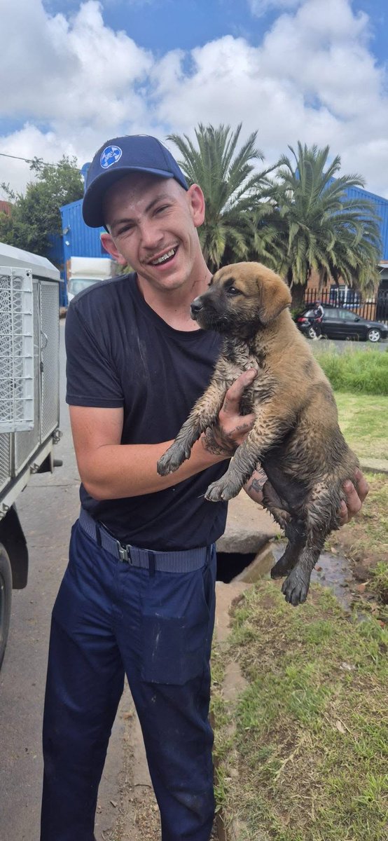 A puppy was trapped in a deep hole due to a faulty drain cover, but thanks to a quick-thinking Amalgam community, a forklift, and teamwork, our little friend is safe! This is what happens when hearts come together. Big thanks to everyone who helped with this rescue #JSPCA