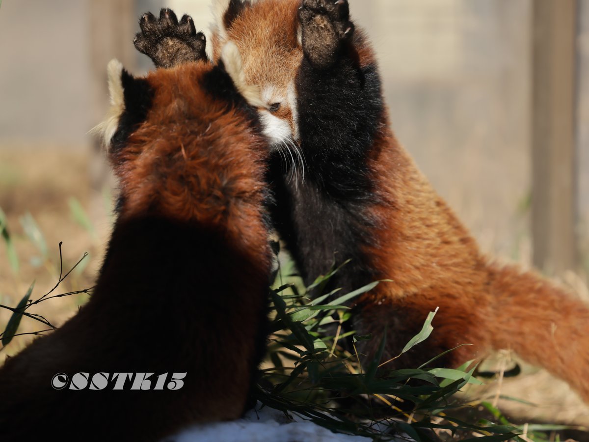 ジッと見つめて…
てやー！
#茶臼山動物園 
#レッサーパンダ 
#ミロ
#ミルク