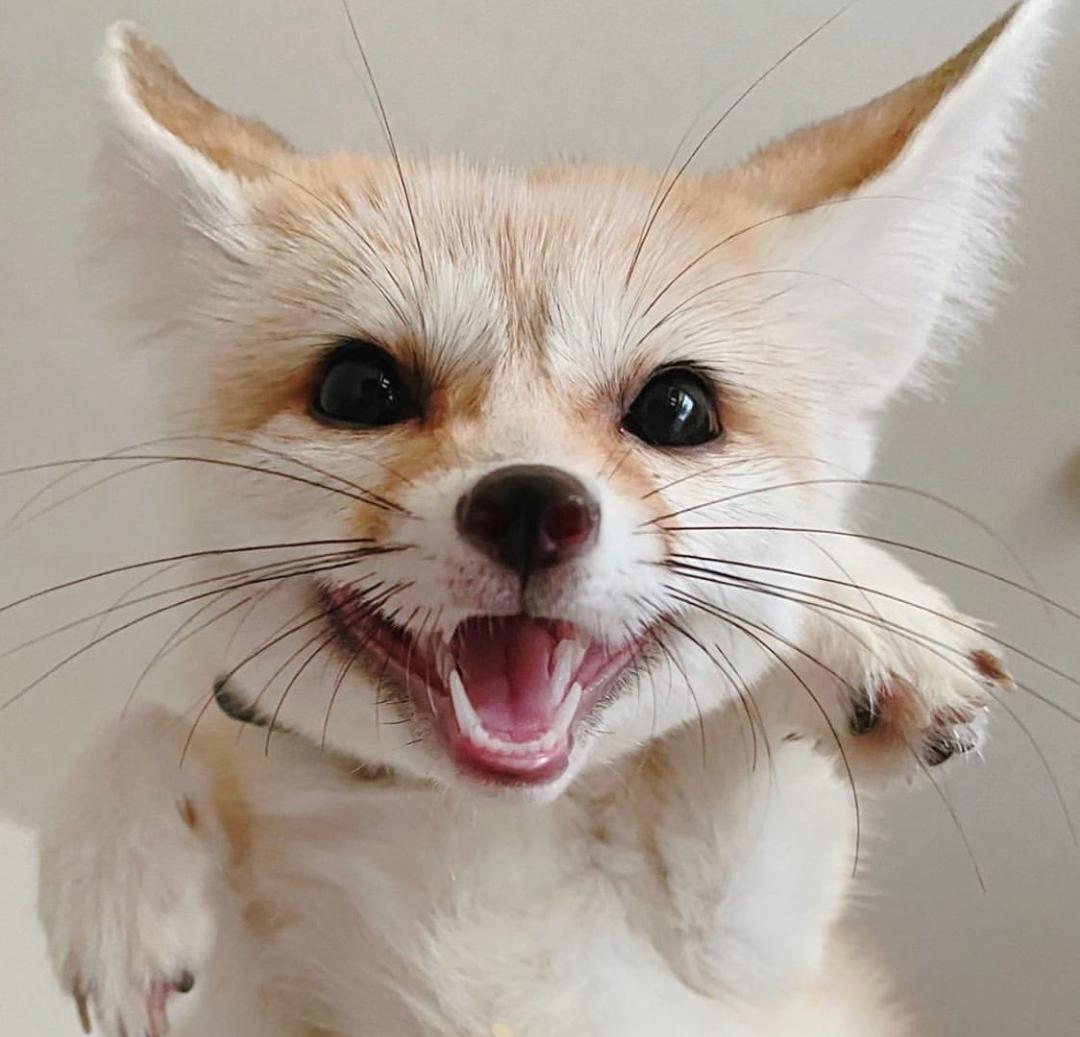 Fennec Every Hour! (@fenneceveryhr) on Twitter photo 