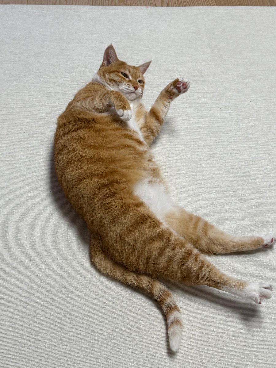 kimhyeppeo's tweet photo. #hongsi 🐱📸 via fromm dm 😹 https://t.co/9akWbF78Pa