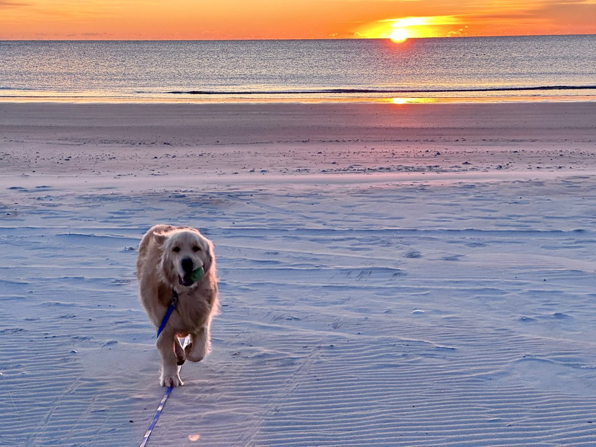 Logan & Shadow😇the Goldens tweet media