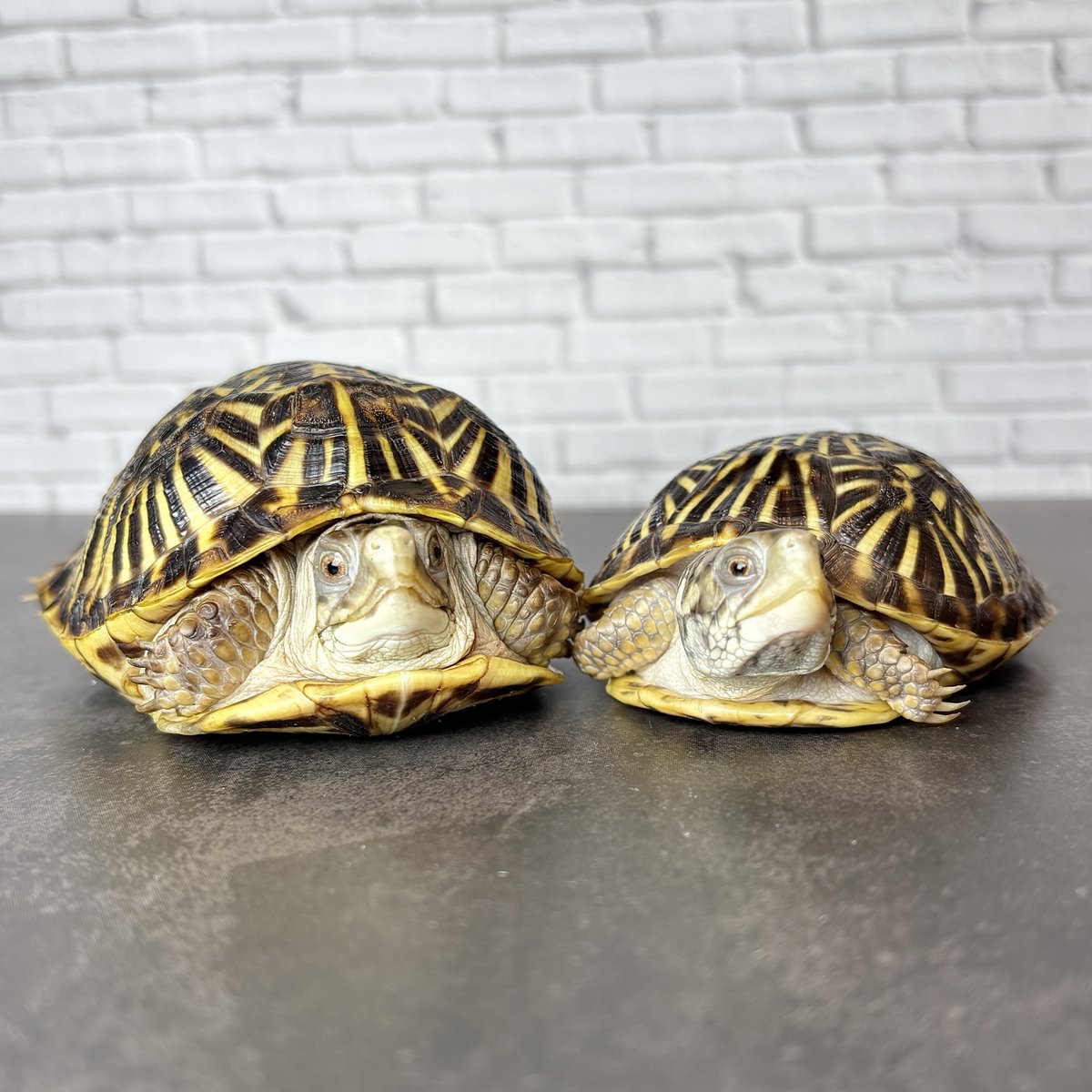 Sunguilla's tweet image. ミナミニシキハコガメ maybeペア👫
めっちゃ可愛い😍

お得意様のもとに旅立ちました✨
#爬虫類 #BoxTurtle  #サンギーラ