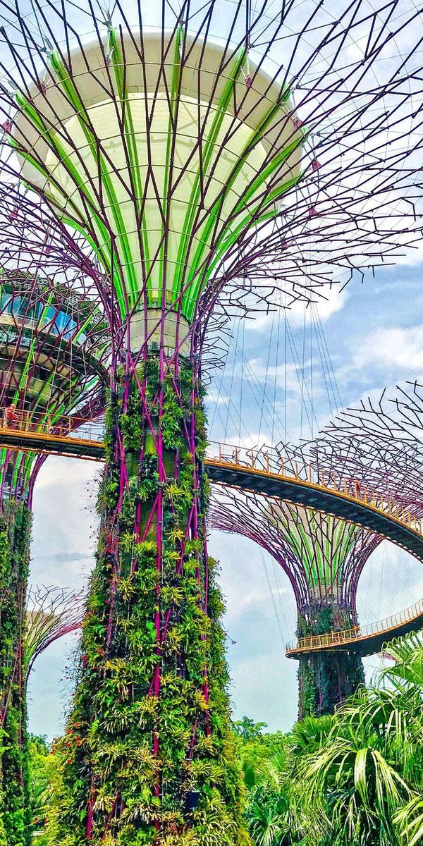 AsiaBoop's tweet photo. 📍 Singapur 🇸🇬 
.
Entre rascacielos y árboles que parecen sacados del futuro, "Gardens by the Bay" es una de esas paradas que te recuerdan por qué Singapur es tan diferente: naturaleza, diseño y ciudad conviviendo sin competir. https://t.co/MYmncQ0JXt