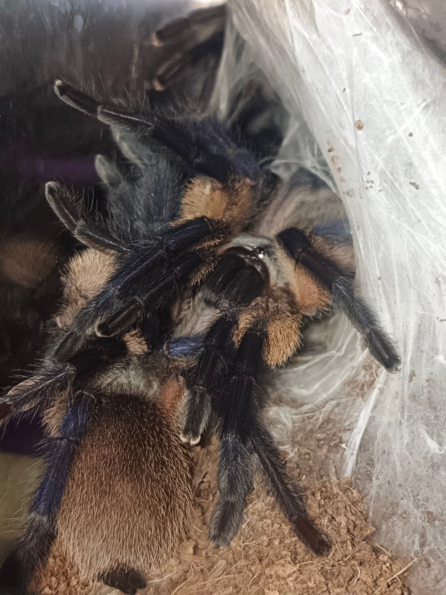 Buran-kun tweet media