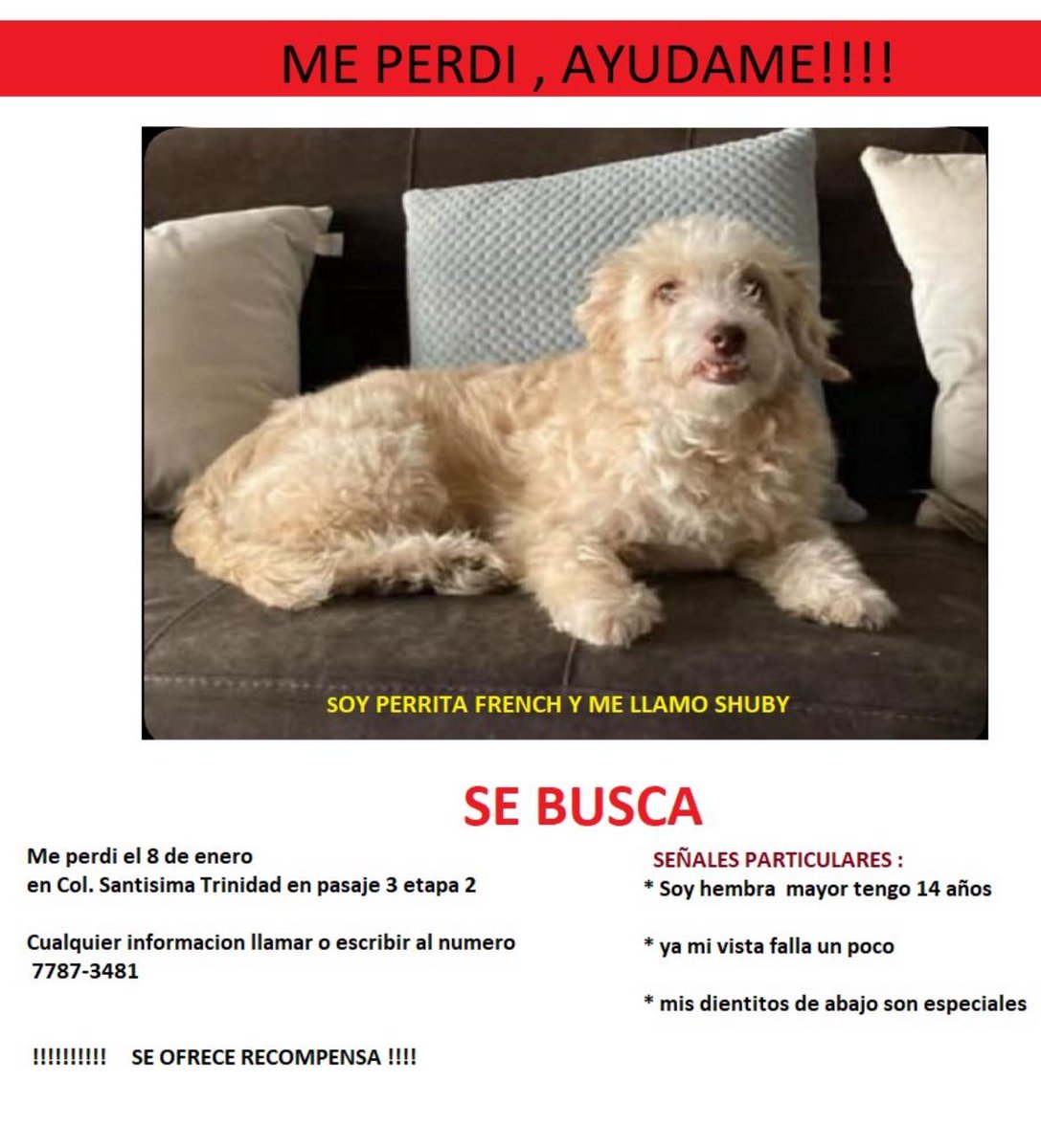 SERVICIO SOCIAL✅️
#SEBUSCA 📣
#EXTRAVIADO ‼️