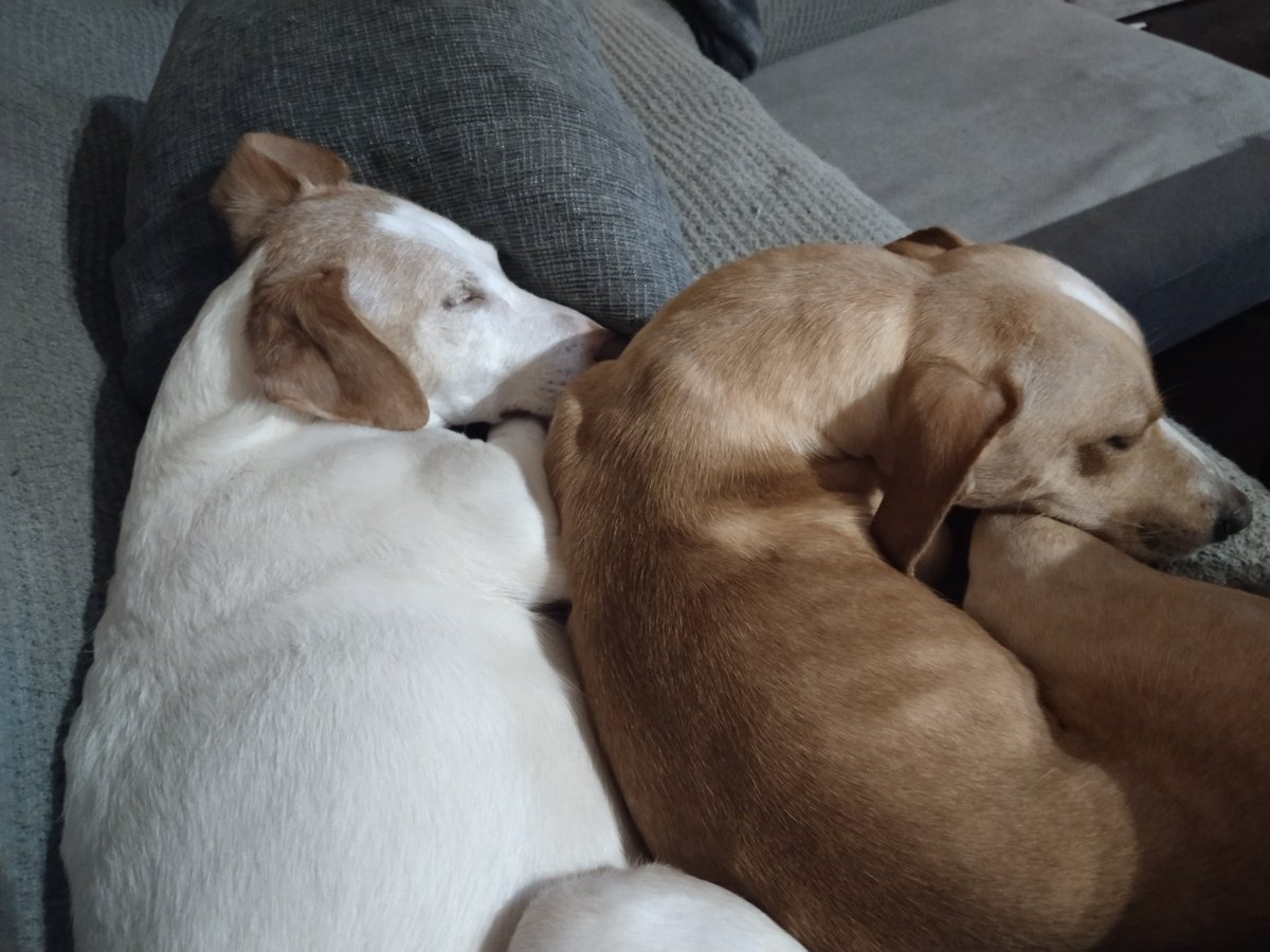 Meracor_'s tweet image. 