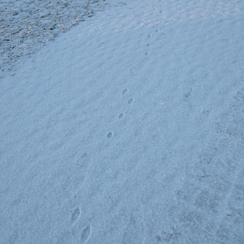 VYNCKE_NV's tweet image. ❄️Winter wonderland❄️

Golden-hour turned our Harelbeke settlement into a fairytale.✨

Swans on a frozen lake 🦢, snowmen clocking in to greet visitors⛄ and paw prints in the snow reveal the wildlife that calls our settlement home.

#Vyncke #CleanEnergyTechnology #SnowMuchFun