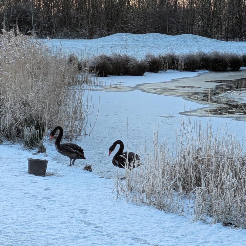 VYNCKE_NV's tweet image. ❄️Winter wonderland❄️

Golden-hour turned our Harelbeke settlement into a fairytale.✨

Swans on a frozen lake 🦢, snowmen clocking in to greet visitors⛄ and paw prints in the snow reveal the wildlife that calls our settlement home.

#Vyncke #CleanEnergyTechnology #SnowMuchFun
