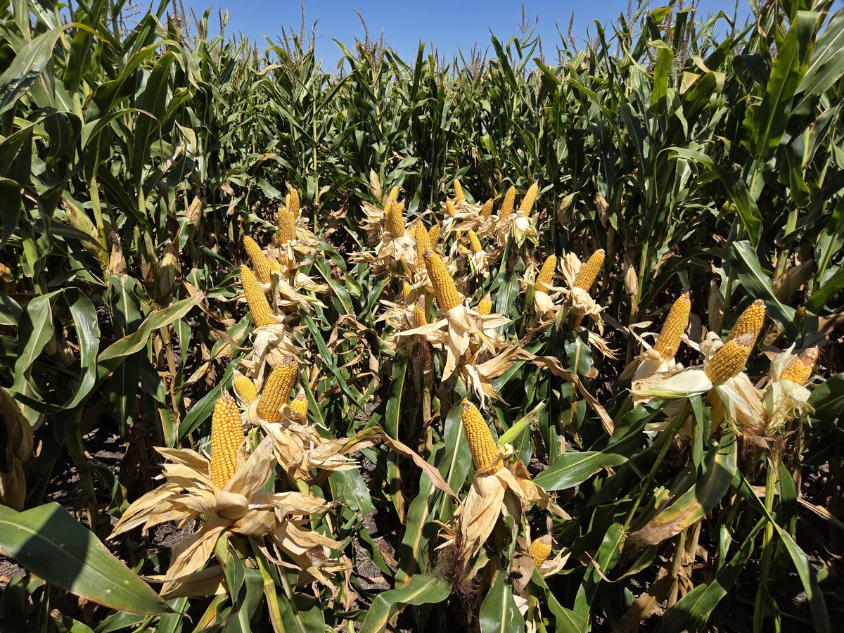 agro_86's tweet photo. Mis respetos para el ST9939!!!
FS 28/08
45.000 pl/ha
170 mm en Nov/Dic
Amb bueno / Amb regular 
@stinesemillas https://t.co/iSQqbcvCLy