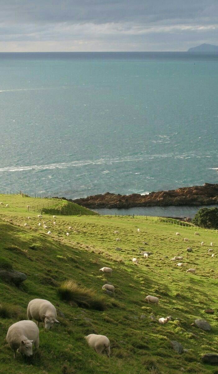 greenvibe's tweet image. 