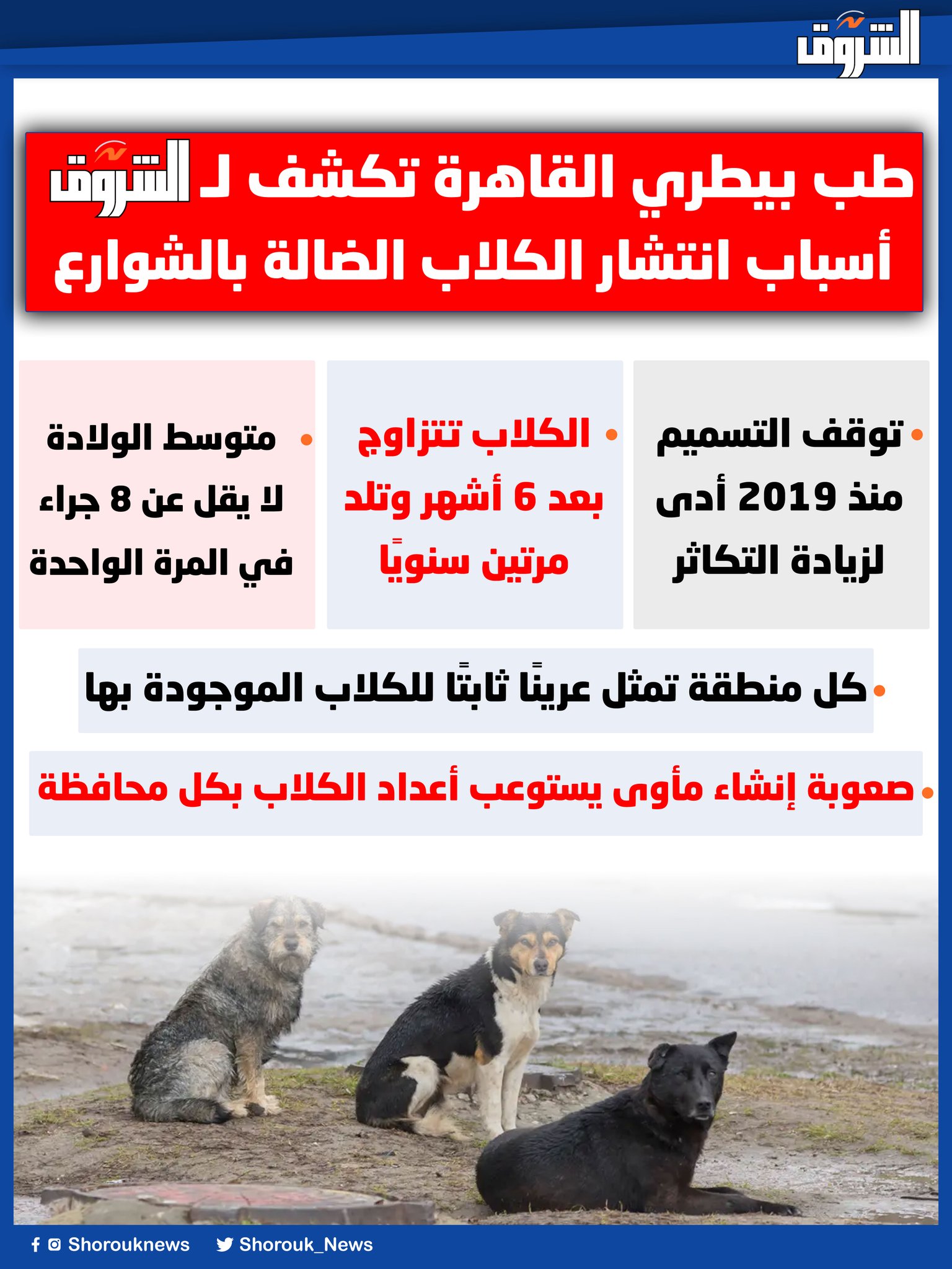 طب بيطري القاهرة تكشف لـ"الشروق" أسباب انتشار الكلاب الضالة بالشوارع 