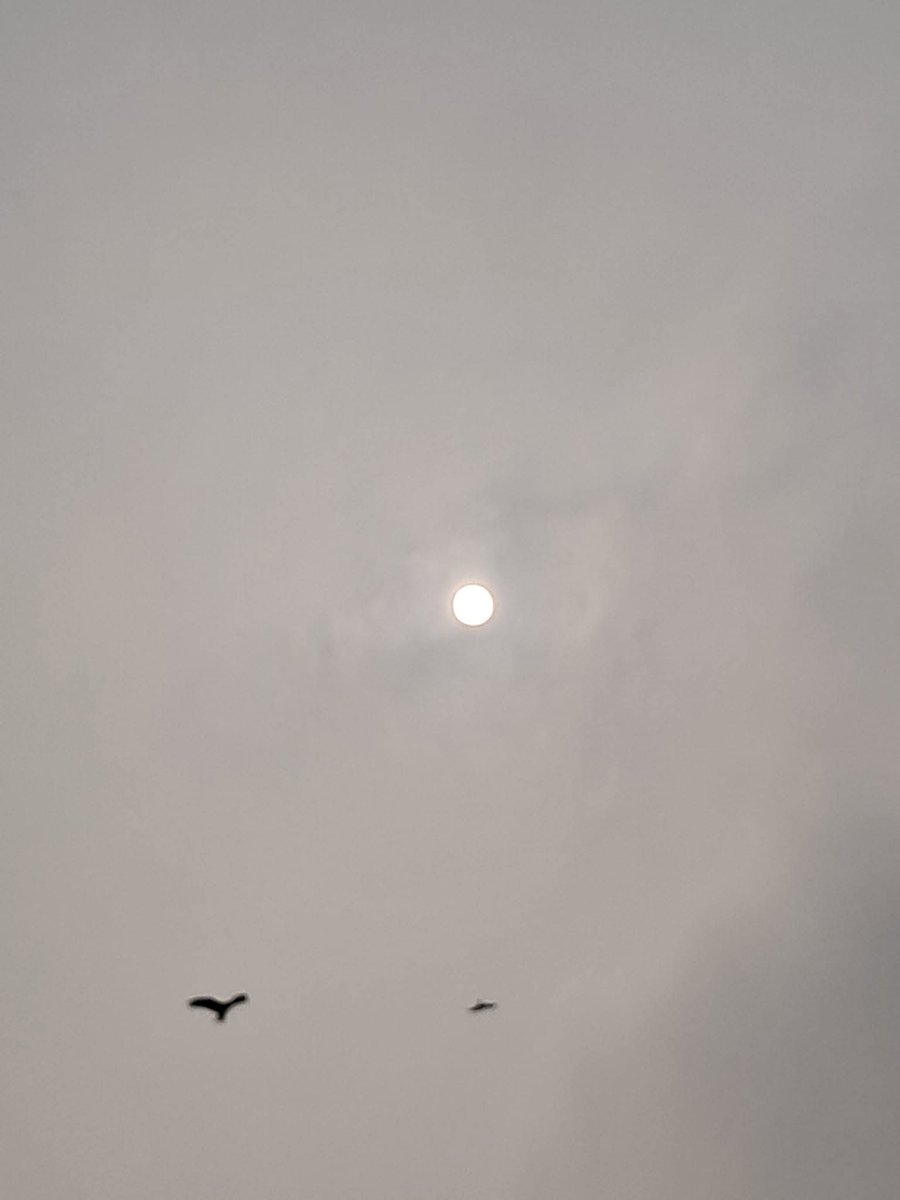 lightseekerusha's tweet photo. "That is part of the beauty of all literature. You discover that your longings are universal longings, that you're not lonely and isolated from anyone. You belong."
- Fitzgerald
#Literature #NatureNote https://t.co/EFpUaHsYWY