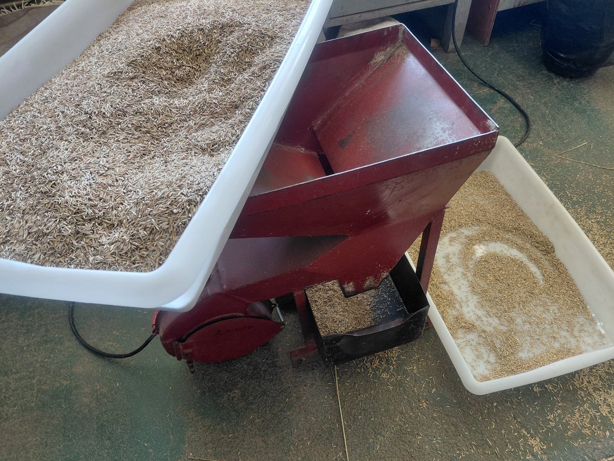 Festuca. Proceso final de lineas seleccionadas. #MEJORA #genetica #forrajeras <a href="/INIA_UY/">INIA URUGUAY</a>