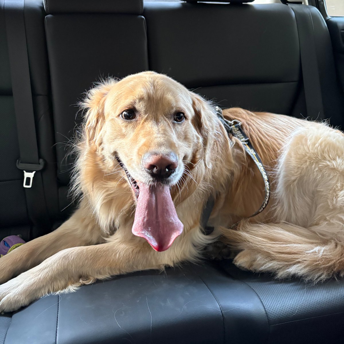 Foster326552's tweet photo. @GoldretrieverUS Bailey #TongueOutTuesday #goldenretriever https://t.co/39GKVGFRh9