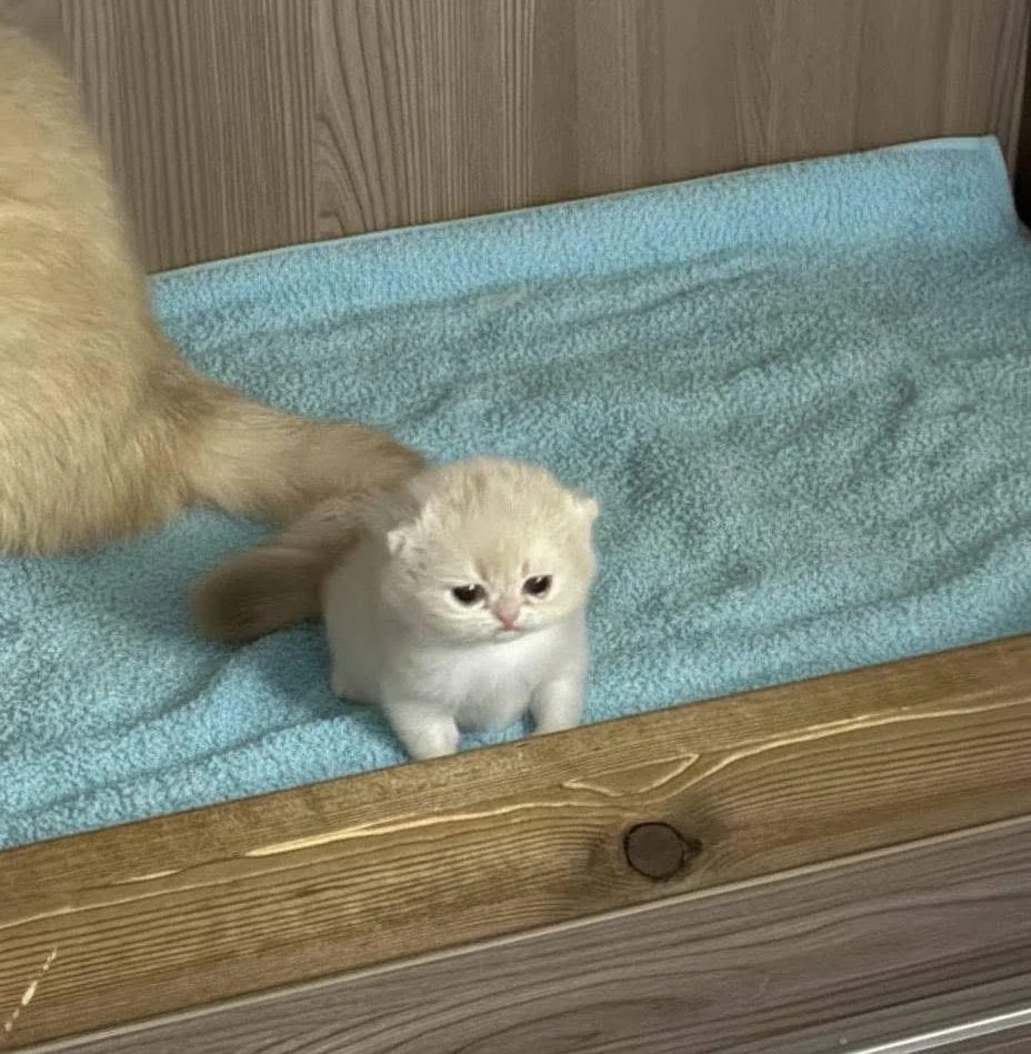 smol silly cat tweet media