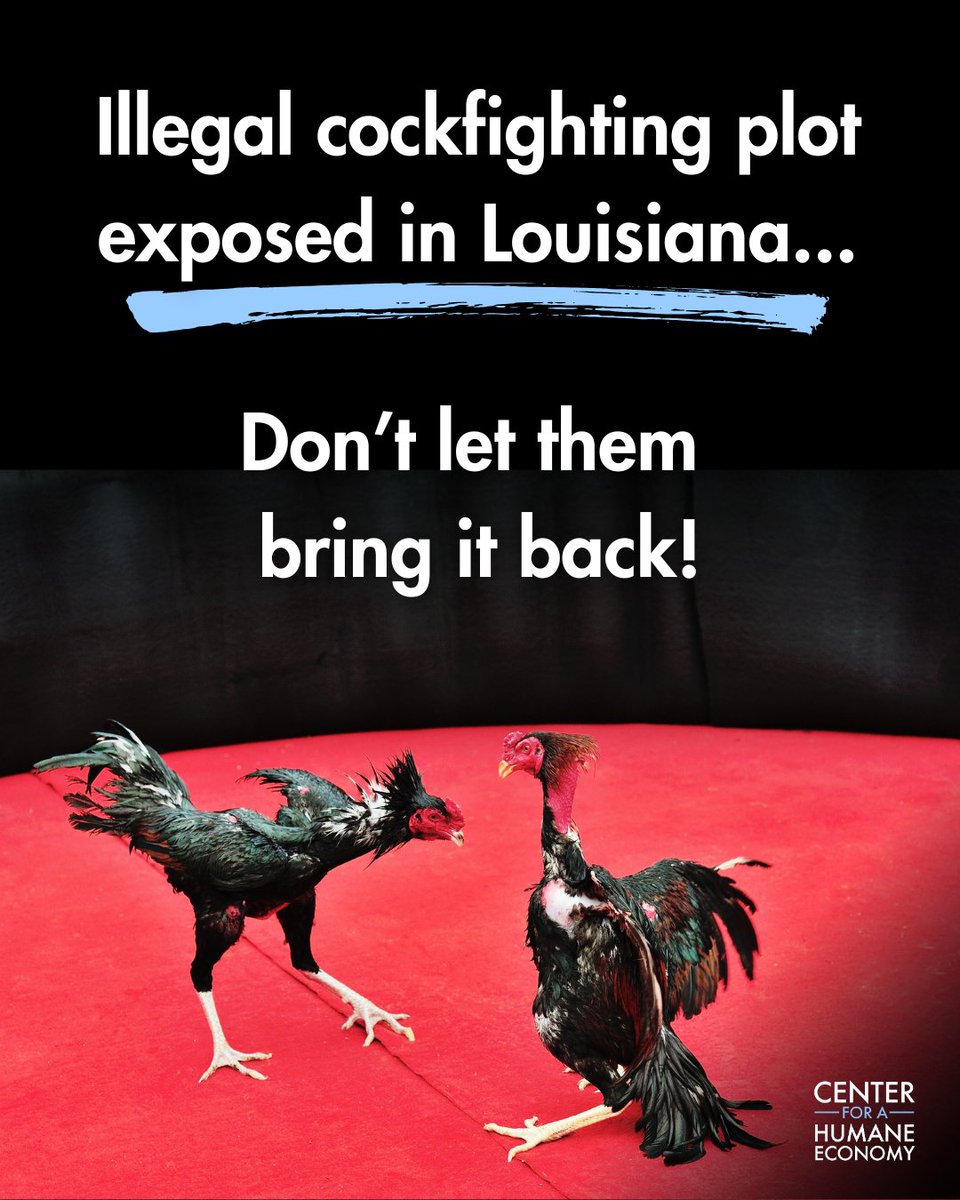 Center for a Humane Economy tweet media