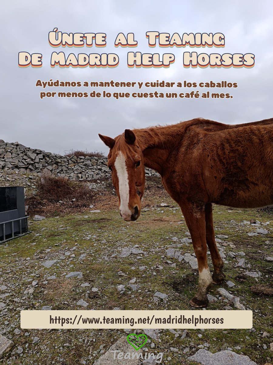 Necesitamos de vuestra ayuda para poder seguir dando una nueva vida a los caballos rescatados.
Puedes ayudarnos por menos de lo que vale un café al mes a través de Teaming. 
Te costará muy poco pero significa mucho para ellos. teaming.net/madridhelphors…

#teaming #ayuda #caballos