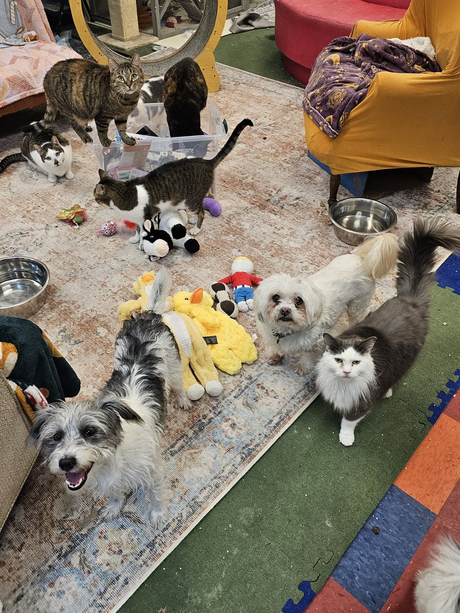 PawsUnitePeople tweet media